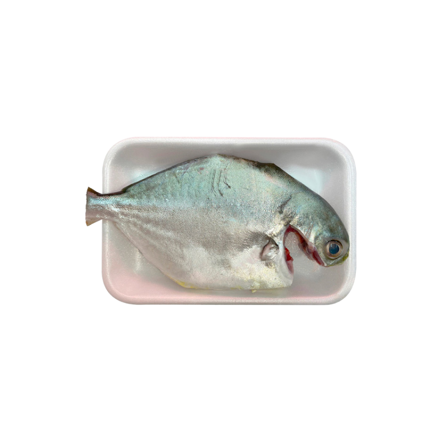 Plaice size 500-700gram